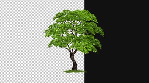 Animación Tree in Wind Alpha 1080p