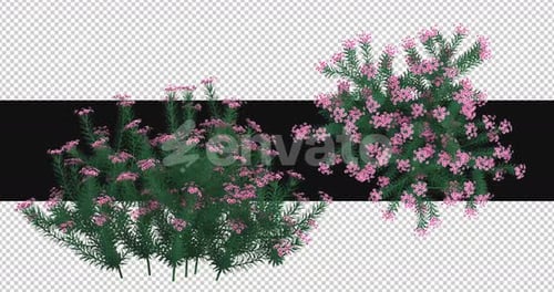 Swaying Pink Flower Bush Loop Animation