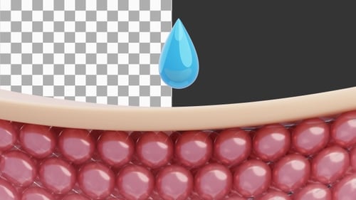 3D Animation of Skin Cells Hydrating with Serum | Alpha Channel