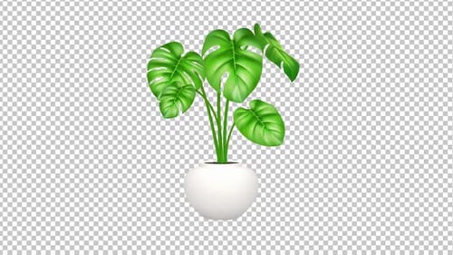 Pot Plant Alpha Channel 1080p