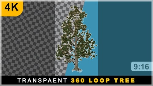 Portrait 3D Render Tree 360 Rotating Loop On Transparent Background