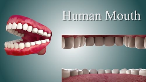 3D Human Mouth Opening with Teeth and Gums Medical Animation