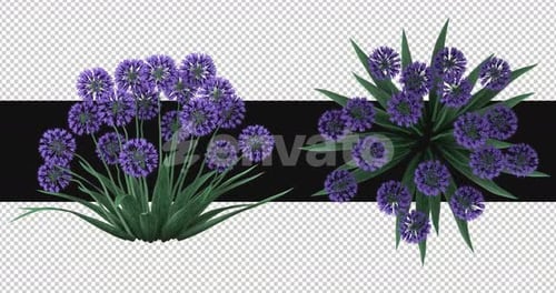 Pack Of 2 Allium Moving In The Wind On Alpha Loop