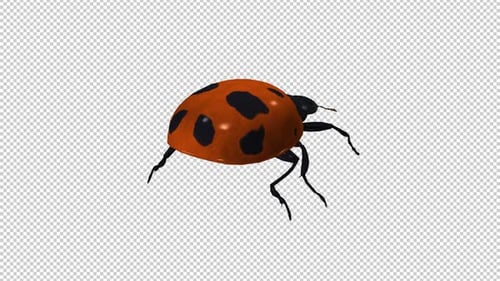 Red Ladybird Beetle Bug - Crawling Walk Loop - Back Angle View CU - Alpha Channel