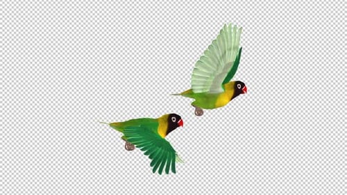 Lovebirds Couple - Black Masked Yellow Collared Green - Two Tropical Birds - Flying Loop - Side View