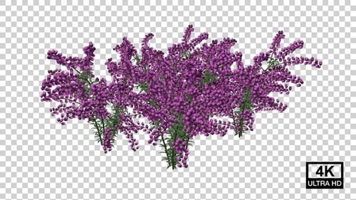 Realistic Purple Heather Plant Growth Time-Lapse Animation