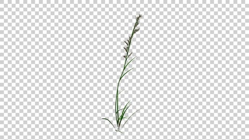 Deschampsia Cespitosa Gras