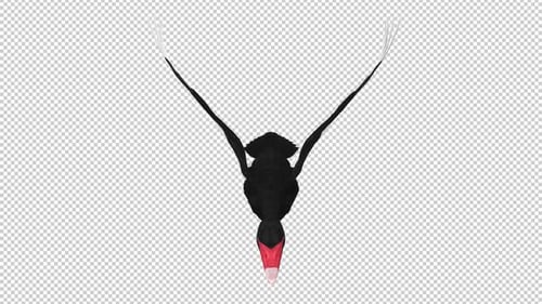 Black Swan - Wild Waterfowl Bird - Flying Loop - Aerial Front Close Up View - Alpha Channel - 4K