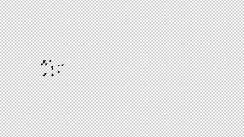 Flock of 13 Black Birds - American Crows - Flying Transition - Side View LS - Alpha Channel