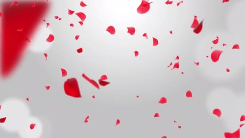 Red Pink romantic falling petals of sakura or cherry. motion Spring Blossom Graphic.