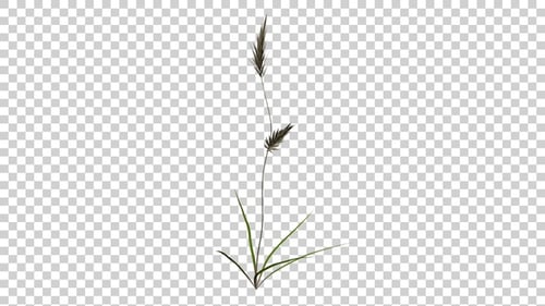 Animated Swaying Tall Grass Plant Element