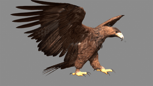 Animated 3D Eagle Flying and Landing with Alpha Channel