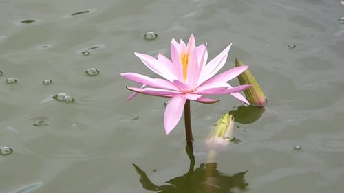 Lilienblüte im Teich. Natürliche weiße Lotusblume, die in Teich, See, Fluss blüht
.