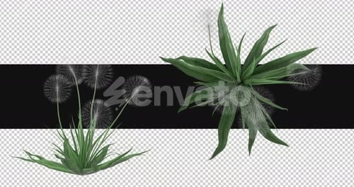 Pack Of 2 Dandelion White Moving In The Wind On Alpha Loop