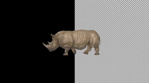 Rhinoceros walks from right to left, Alpha Channel, Exclusive