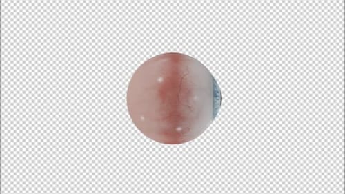 Realistic 3D Human Eyeball Rotating with Alpha Channel