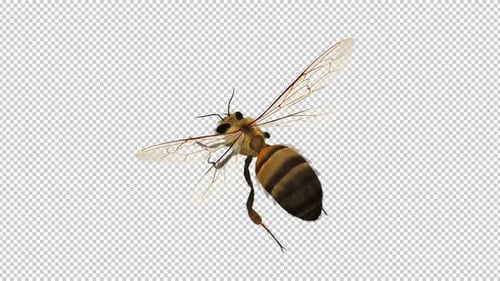 Common Bee - Flying Loop - Aerial Top Angle Close Up View - Alpha Channel