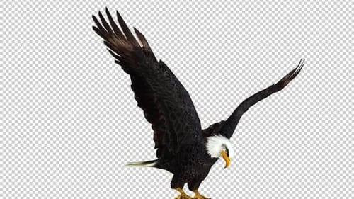 Eagle Attack Right View