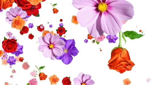 Flowers Falling Seamless Loop Alpha V2