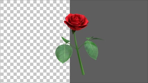 Rosenstiel in 3D | Alpha-Kanal