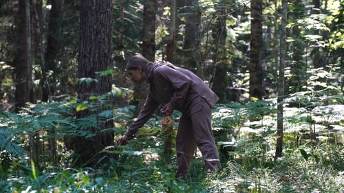 Girl picks mushrooms in a summer forest.