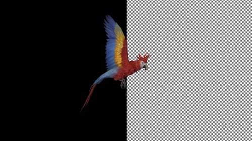 Parrot flies from left to right, Alpha Channel