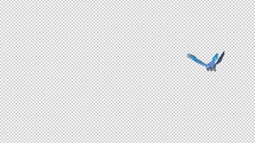Blue Jay Bird - Flying Transition - II - Alpha Channel