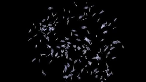 Soft Falling Feathers Animation