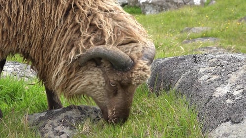 Sheep grazes on lush green grass in the tranquil hills of the countryside during a cloudy day