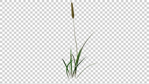 Wheat Plant