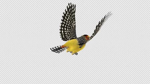 African Woodpecker Bird - Red Yellow Barbet - Flying Loop - Back Angle View