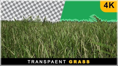 3D Render Smooth Zoom In On Grass On Transparent Background