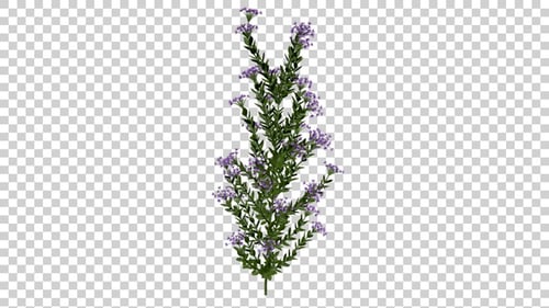 Animated Swaying Purple Flower Plant on Transparent Background