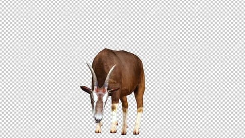 Goat Idle 2 Left View Loop