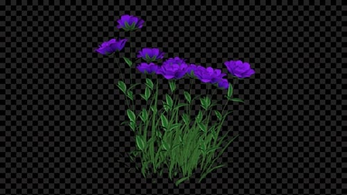 Violette Blumen, die Alpha wachsen