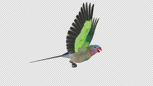 Parrot Bird - Australian Princess - Flying Loop - Side View CU - Alpha Channel