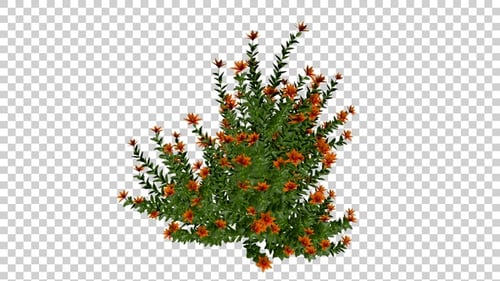 Animated Orange Flower Bush with Alpha Channel