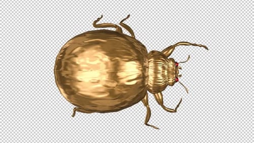 Golden Ladybird - Fantasy Beetle Bug - Crawling Loop - Top View Close Up - Alpha Channel