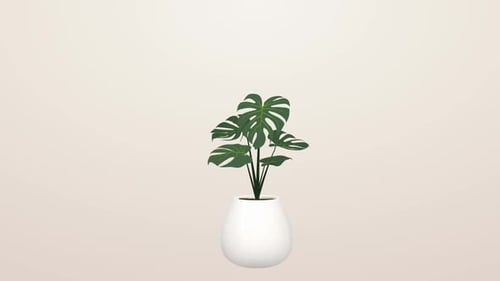 Animated 3D Monstera Plant Rotation on a Clean Background