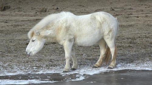 Wildpferde in Island. Pferde in der Wintersaison, behaarte Pferde, die sich an das harte isländische Klima angepasst
haben.