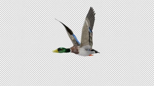 Wild Duck Waterfowl Game Bird - Mallard Male - Flying Loop - Side Angle View CU - Alpha Channel