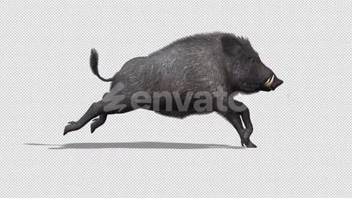 Wildschweinlauf