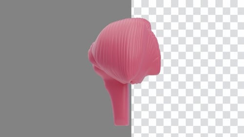 Animação 3D da visão geral estrutural do cerebelo | Alpha Channel