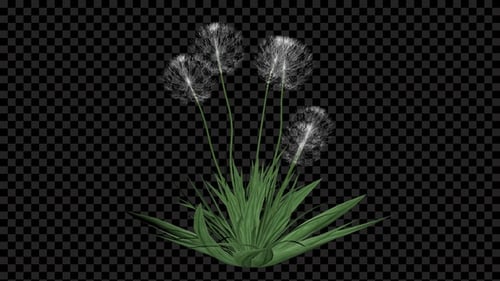 Dandelion White Flowers Growing Alpha
