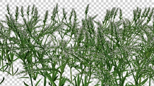 Dittander Plants Field