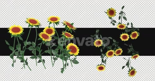 Pack Of 2 Sun Flowers Moving In The Wind On Alpha Loop