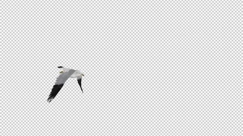 North American Seagull Bird - Flying Over Screen - 03 - Alpha Channel