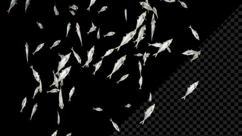 Realistic Fish Swarm Alpha Channel Motion Graphic
