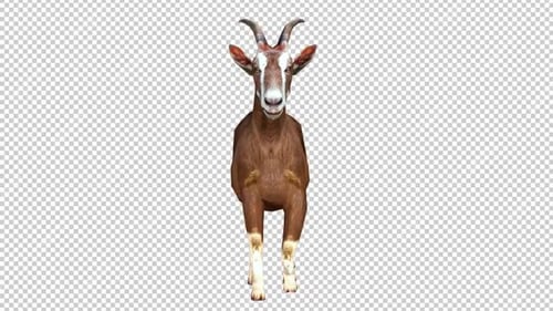 Goat Walk2 Front View Loop