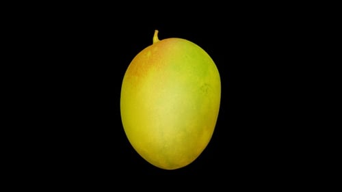 Mango Rotating
